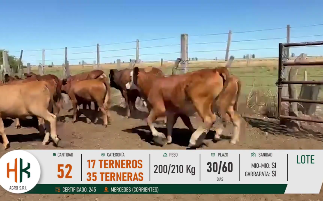 LOTE 16