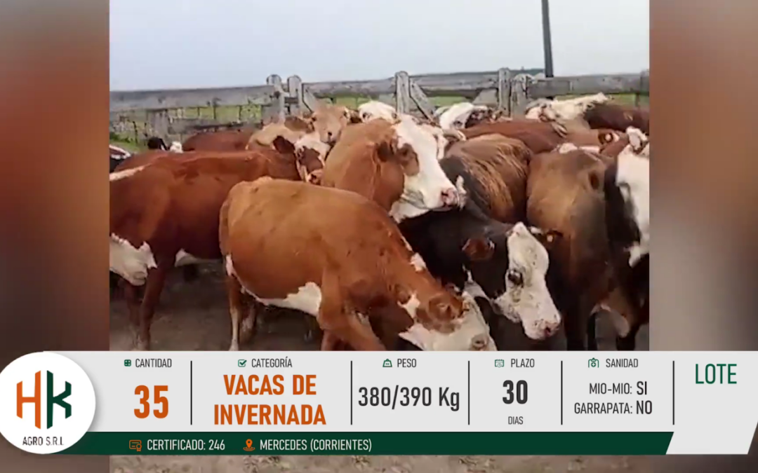 LOTE 04