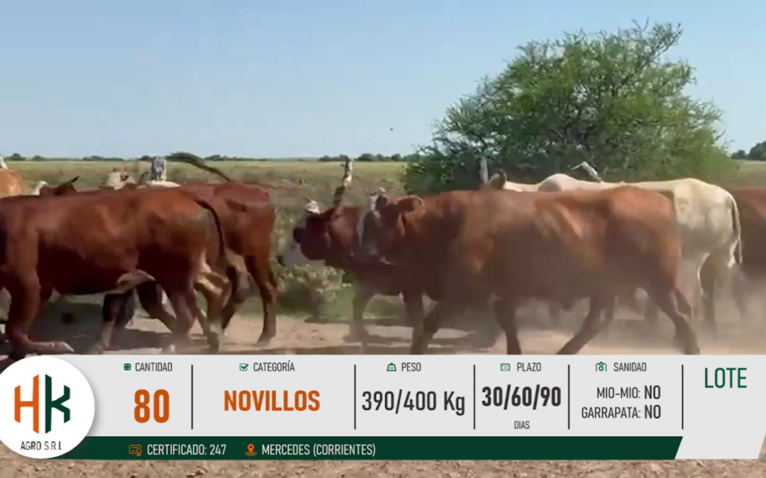 LOTE 08