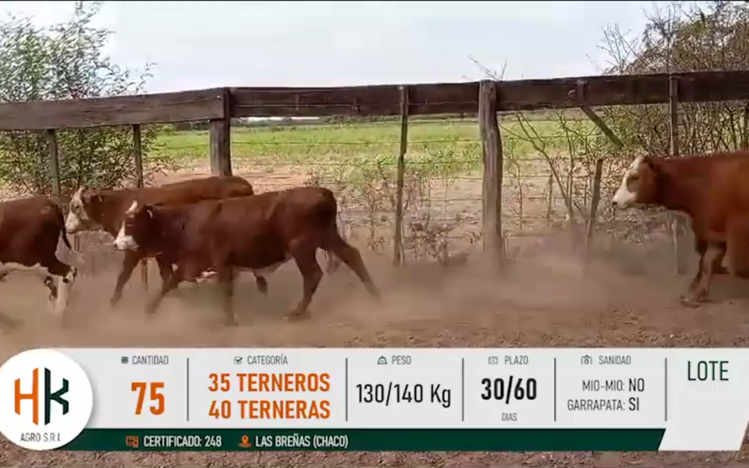 LOTE 15