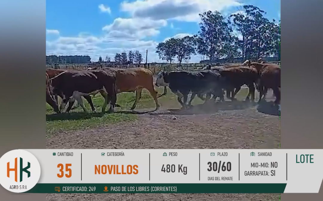 LOTE 11