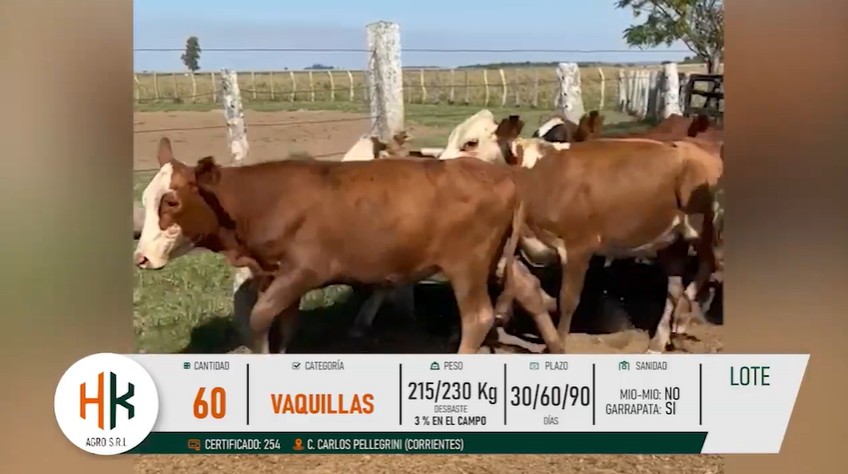 LOTE 37