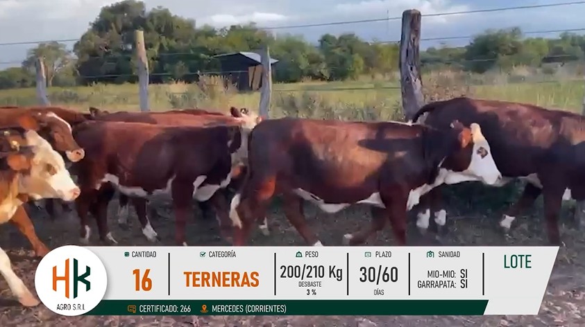 LOTE 36
