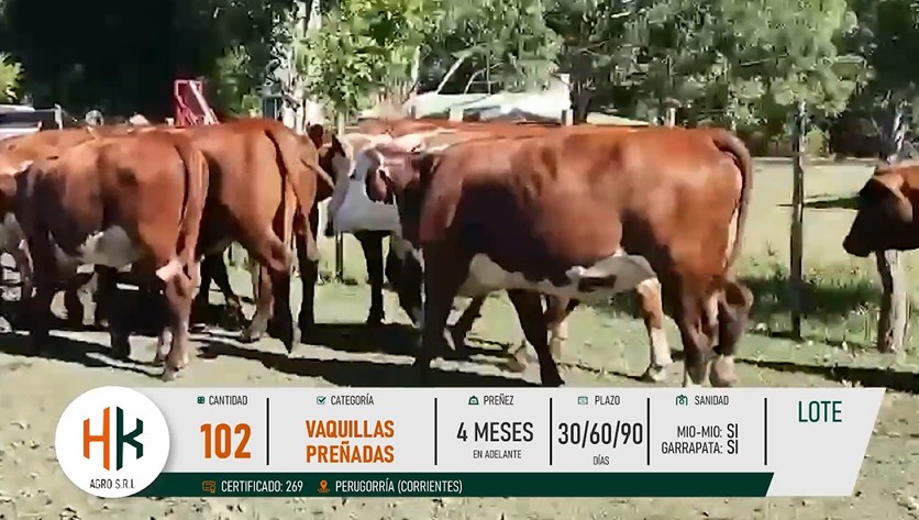 LOTE 38