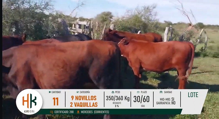 LOTE 35
